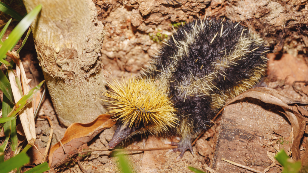 Lowland Streaked Tenrec