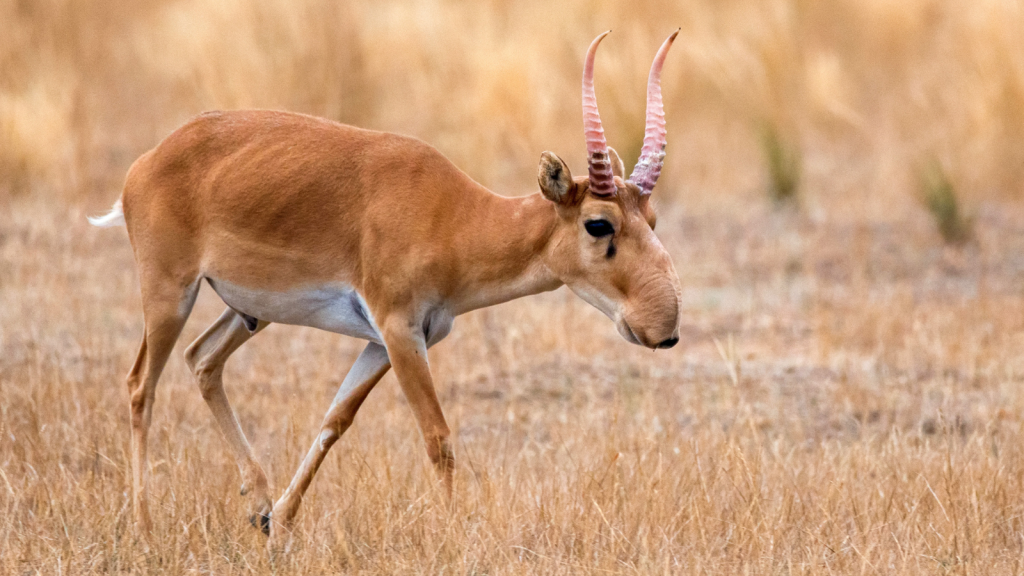 Saiga Antelope