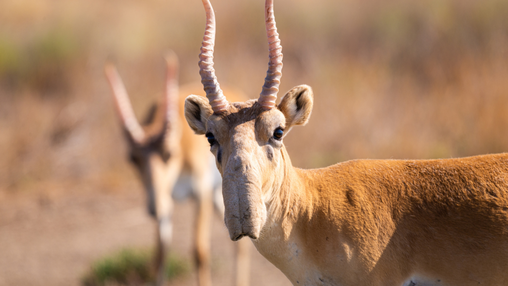 From Prehistoric Times to Now The Astonishing Saiga Antelope