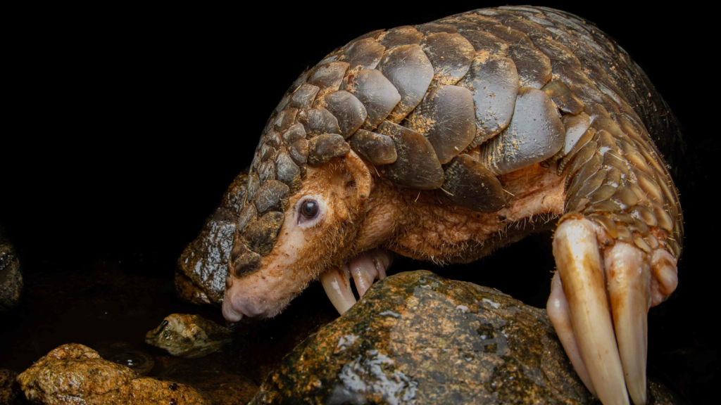 15 Astonishing Details About the Pangolin, the World's Only Scaly Mammal