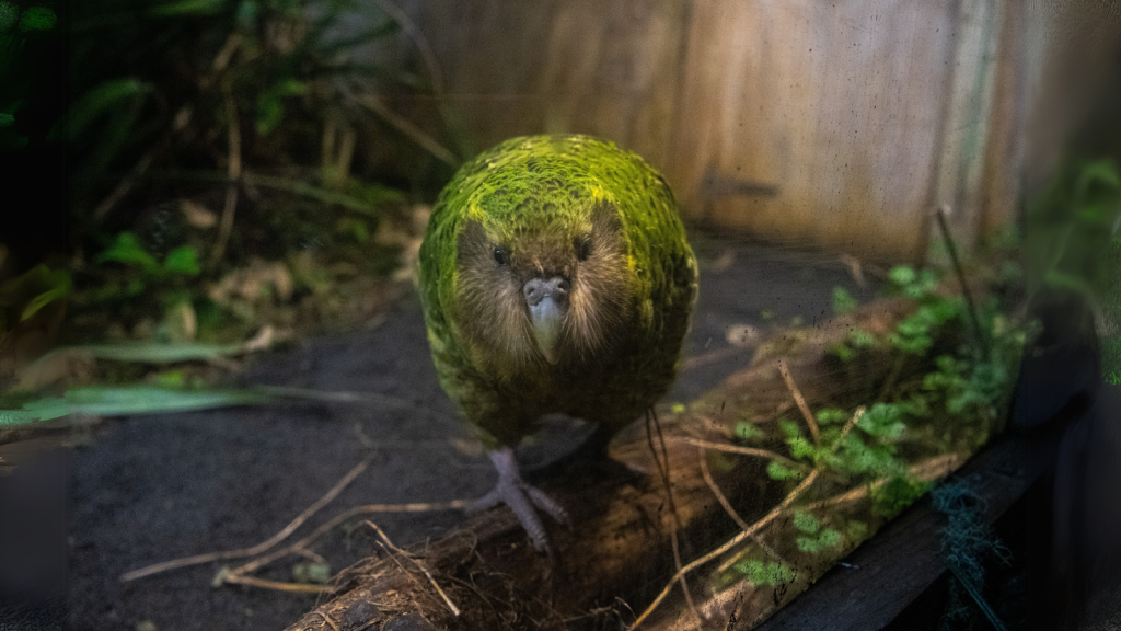 Kakapo