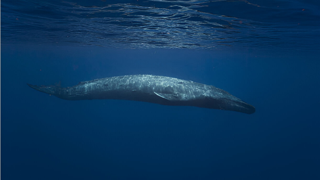 Blue Whale