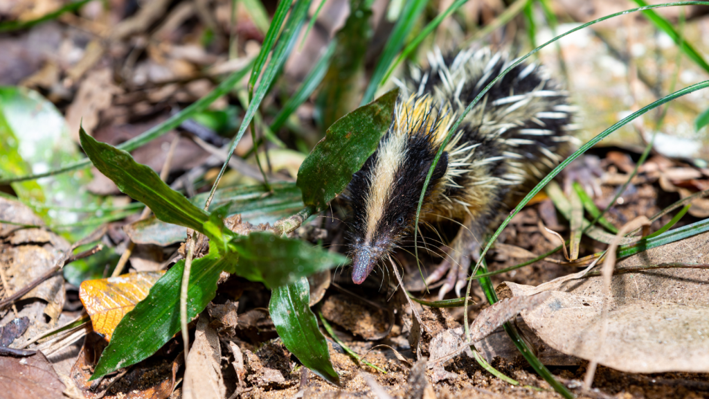 Lowland Streaked Tenrec