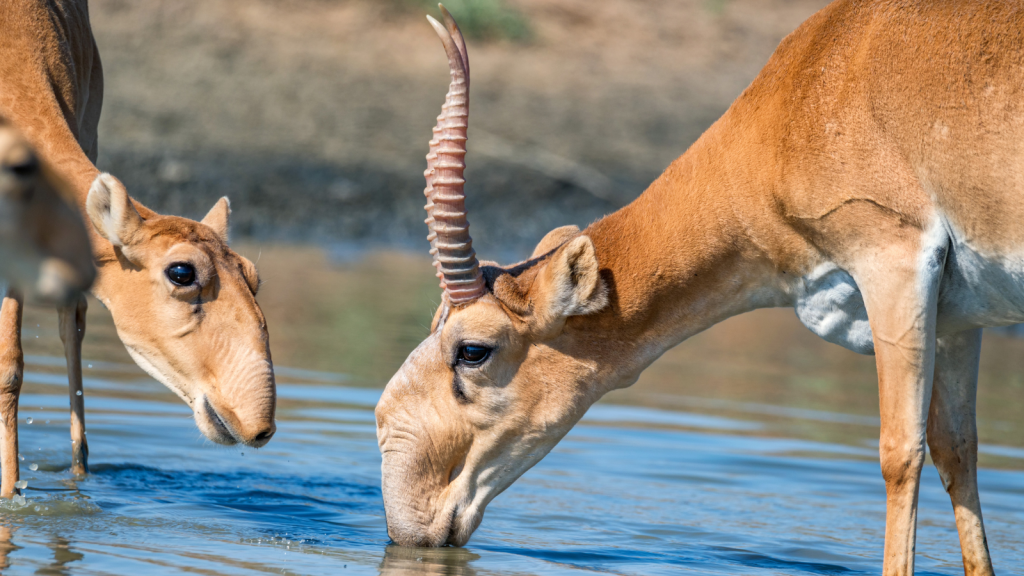 Saiga Antelope