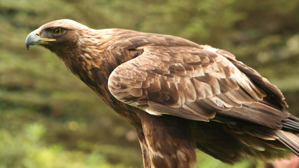 Golden Eagle