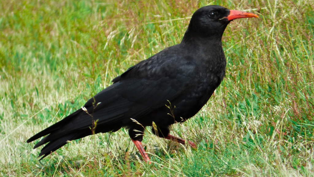 Red-Billed Chough