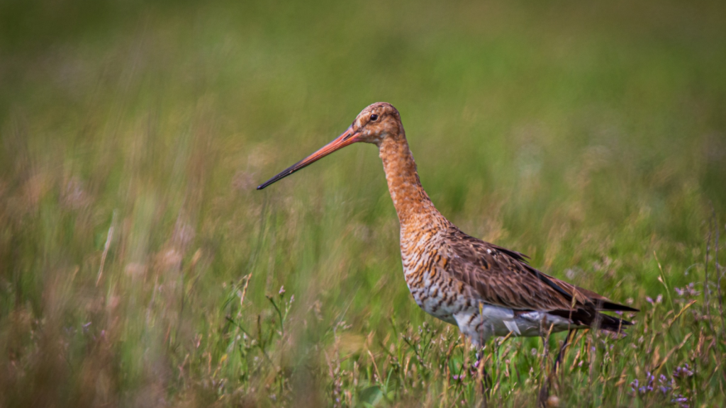 Black-Tailed Godwit