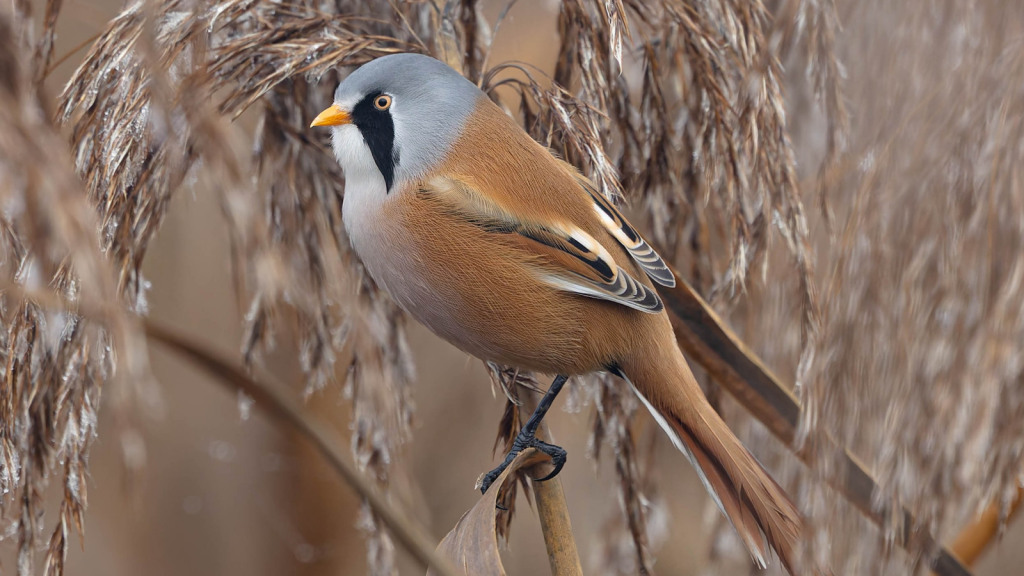 Bearded Tit