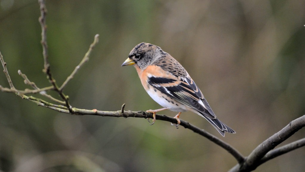 Brambling