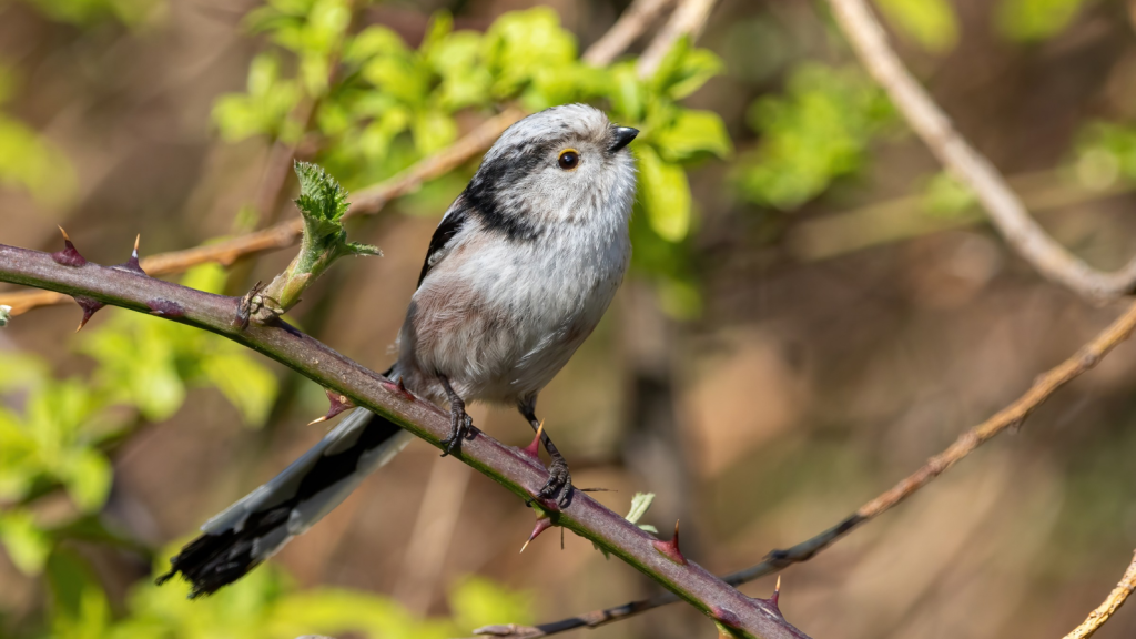 Long-Tailed Tit