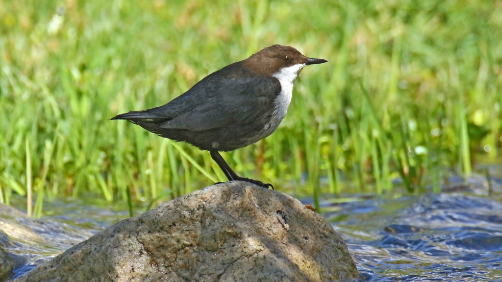 Dipper