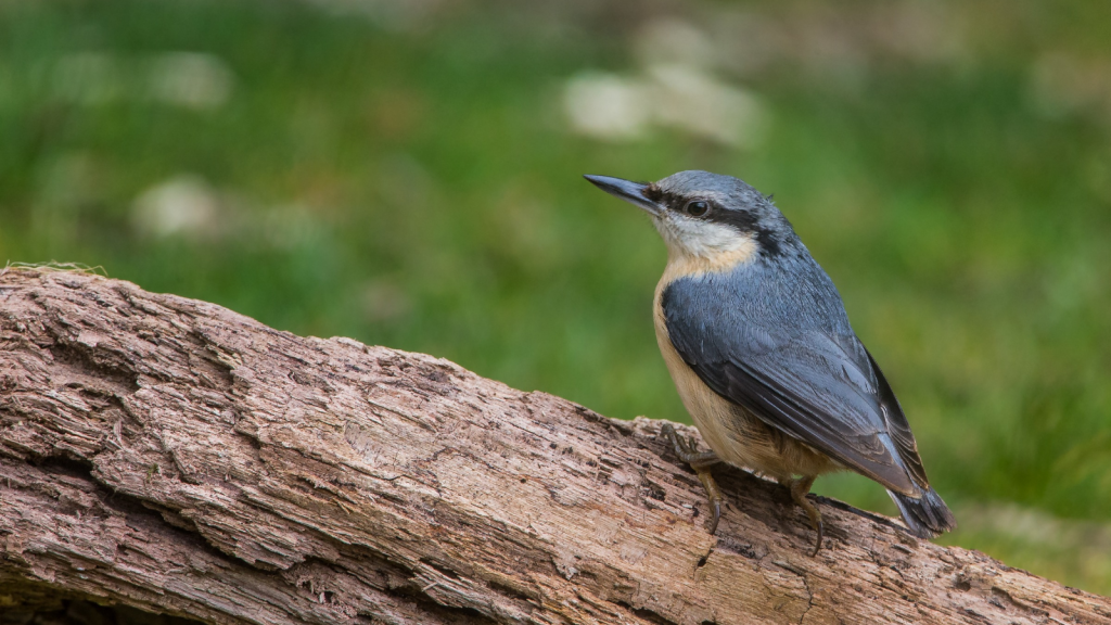 Nuthatch