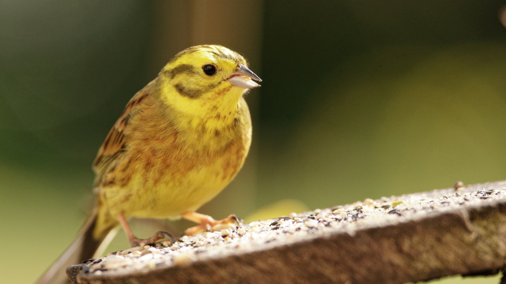 Yellowhammer