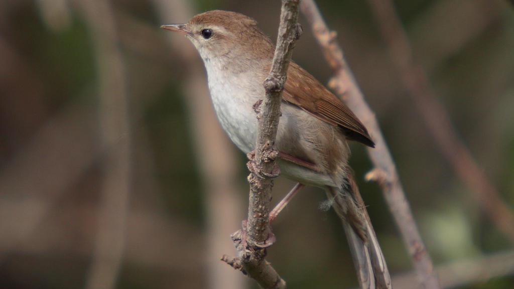 Cetti's Warbler