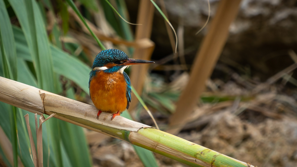 Kingfisher