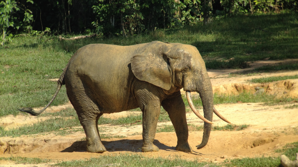 Forest Elephant