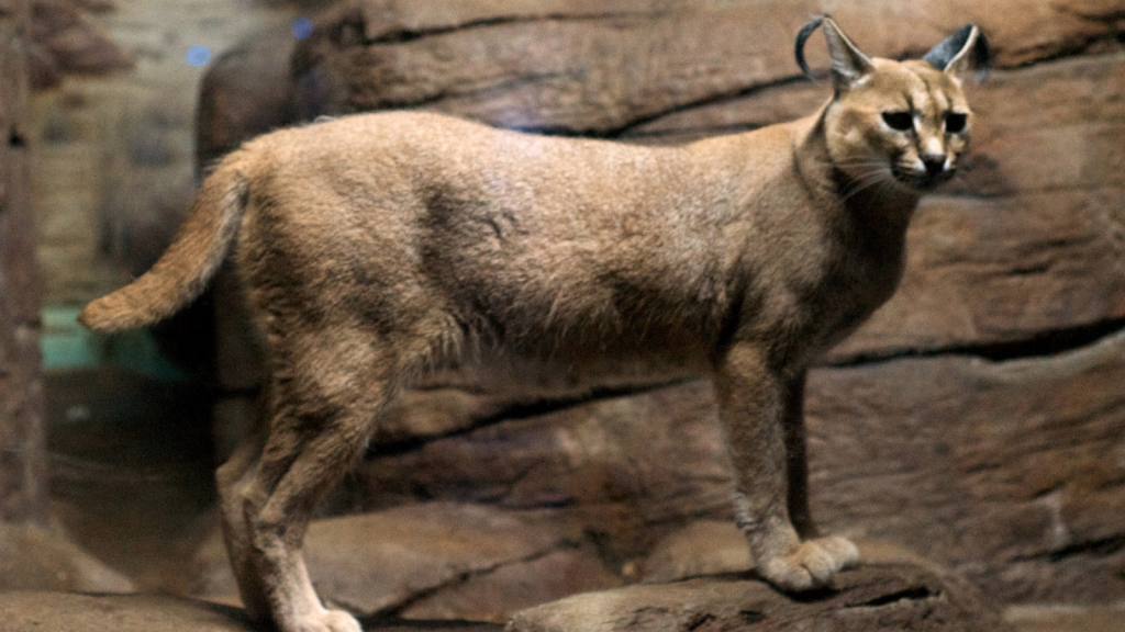 African Golden Cat