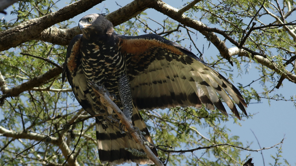 African Crown Eagle