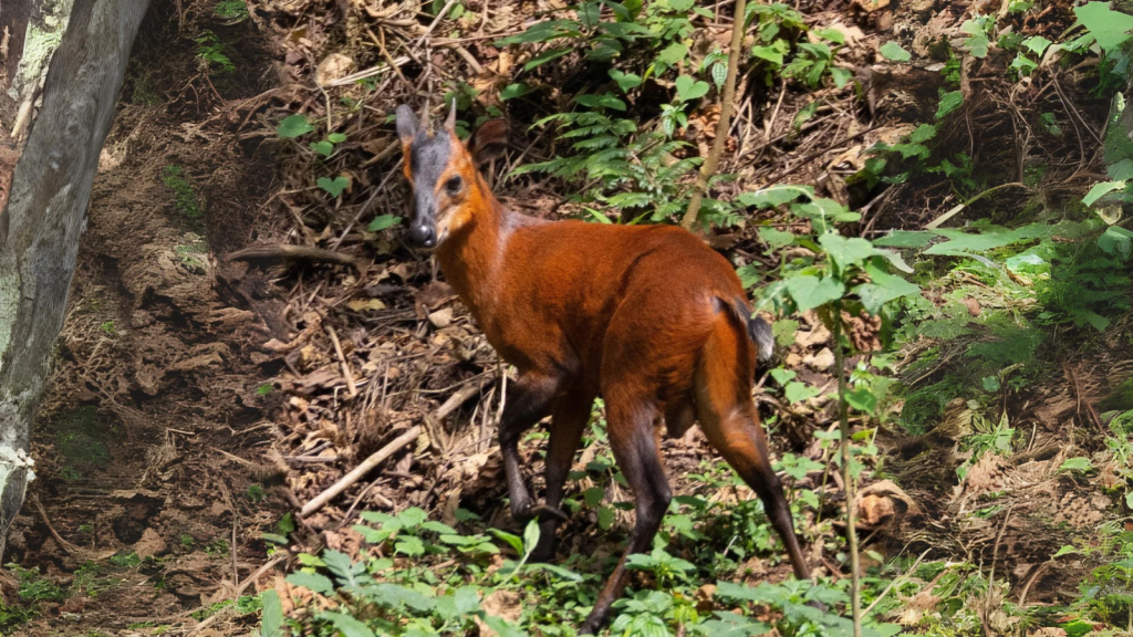 Black-fronted Duiker