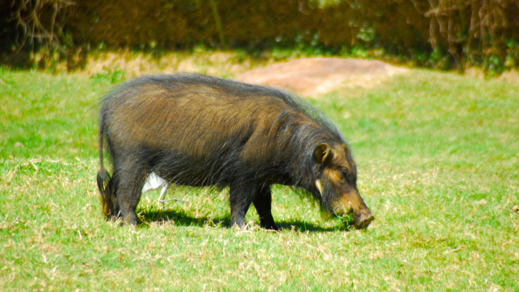 Giant Forest Hog