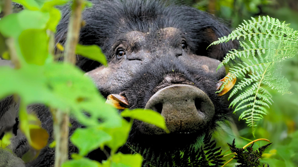 Giant Forest Hog | Gorilla Gladiators: 10 Animals That Confront Mountain Gorillas