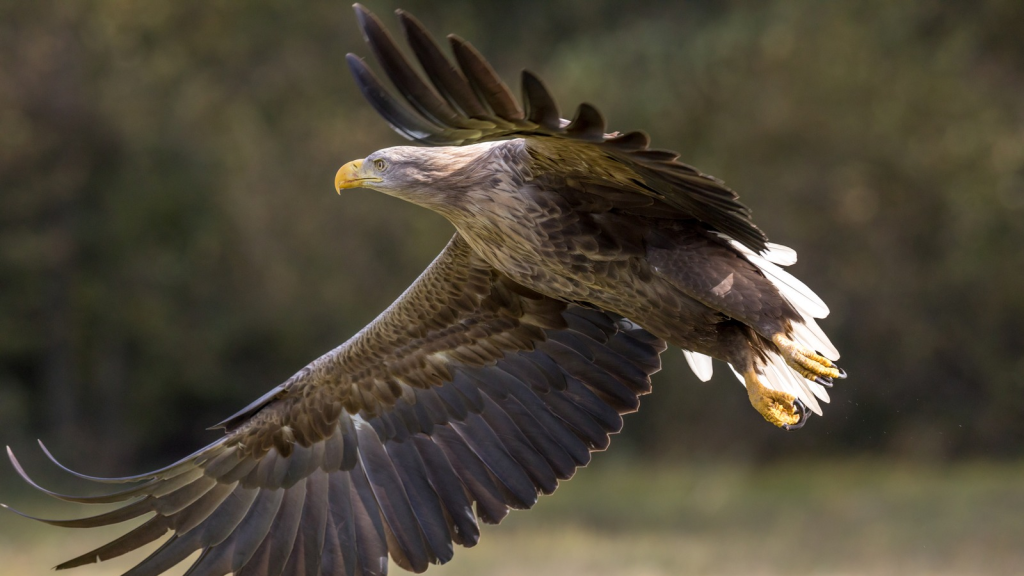 White-Tailed Eagle