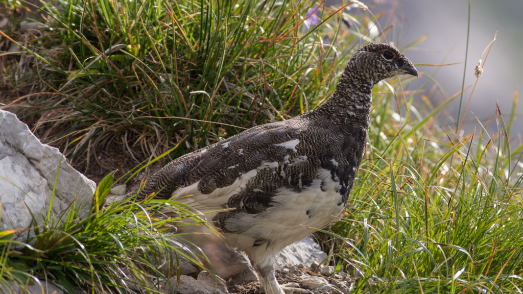 Ptarmigan