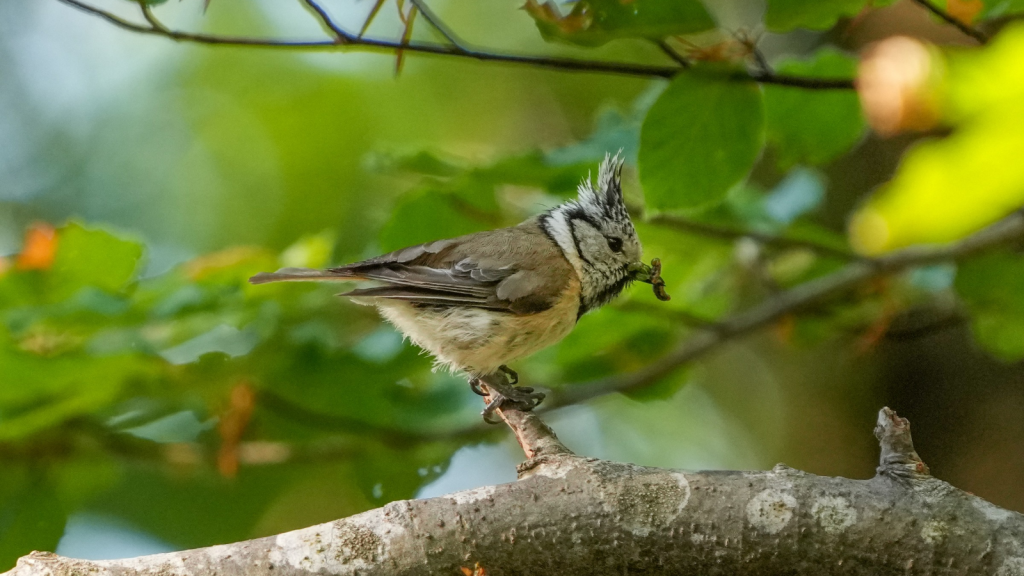 Crested Tit