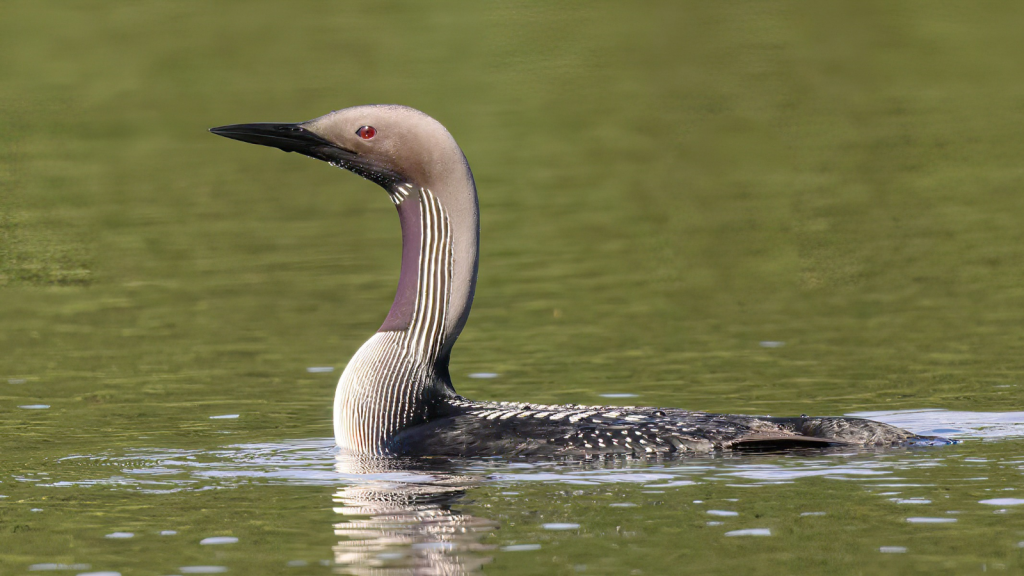 Black-Throated Diver