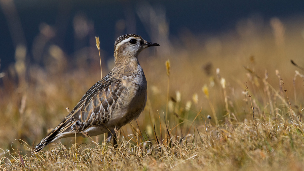 Dotterel 