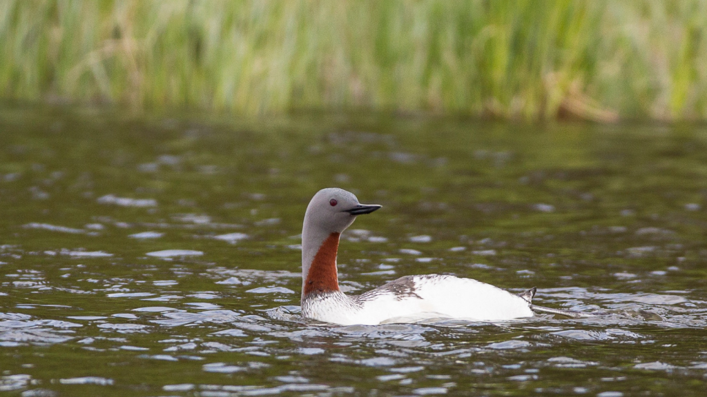 Red-Throated Diver