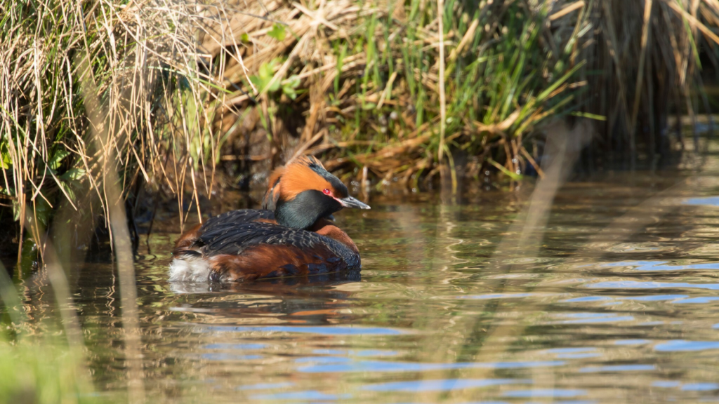 Slavonian Grebe