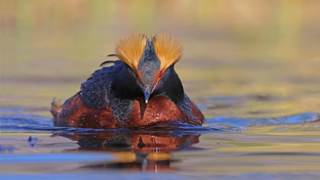 Slavonian Grebe | 10 Rare Highland Birds of Scotland