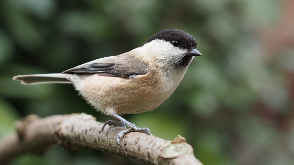 Willow Tit