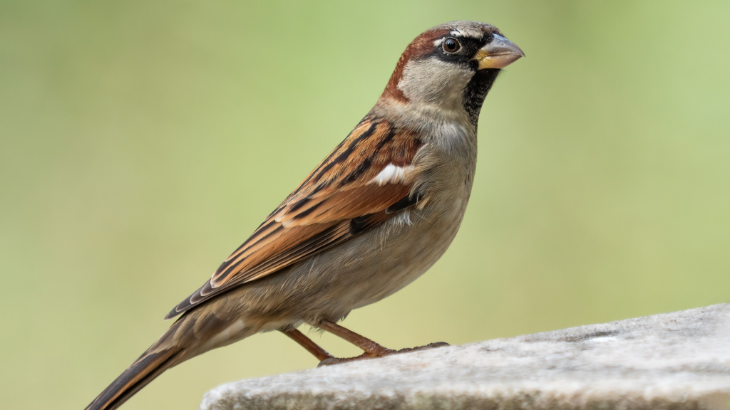 House Sparrow