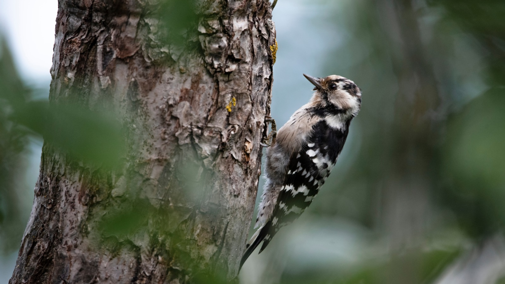 Lesser Spotted Woodpecker