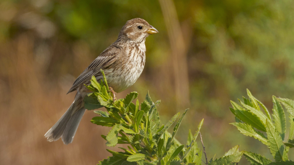 Corn Bunting