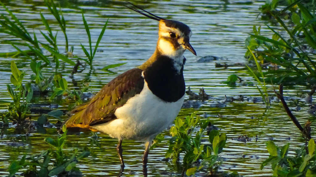 Lapwing | 17 British Birds with Rapidly Declining Populations