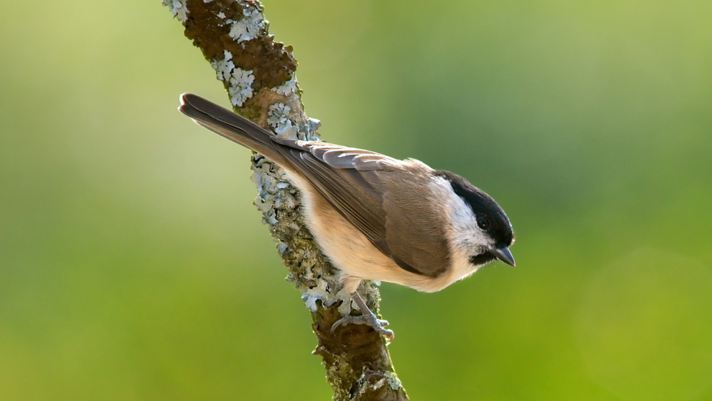 Marsh Tit