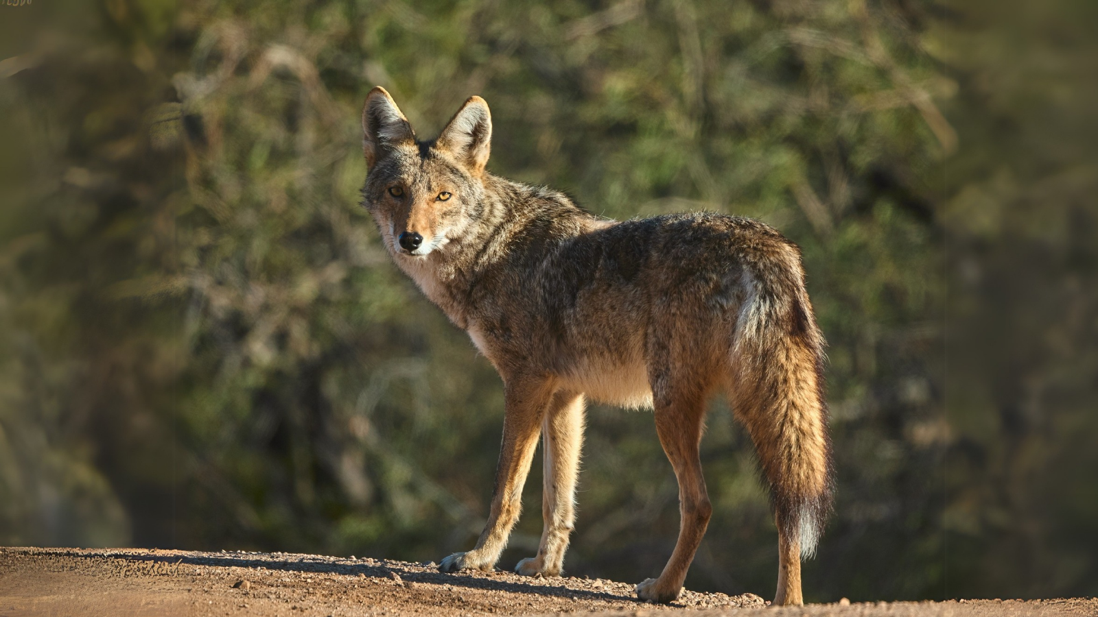 12 Creatures That Hunt Scorpions - Outlandish Owl