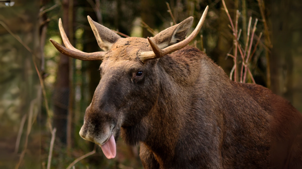 Moose | Moose Menacers: 11 Predators That Take On North America's Largest Deer