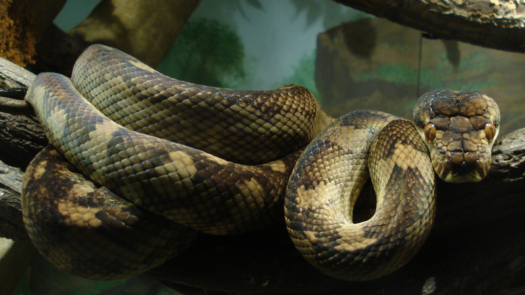 amethystine python