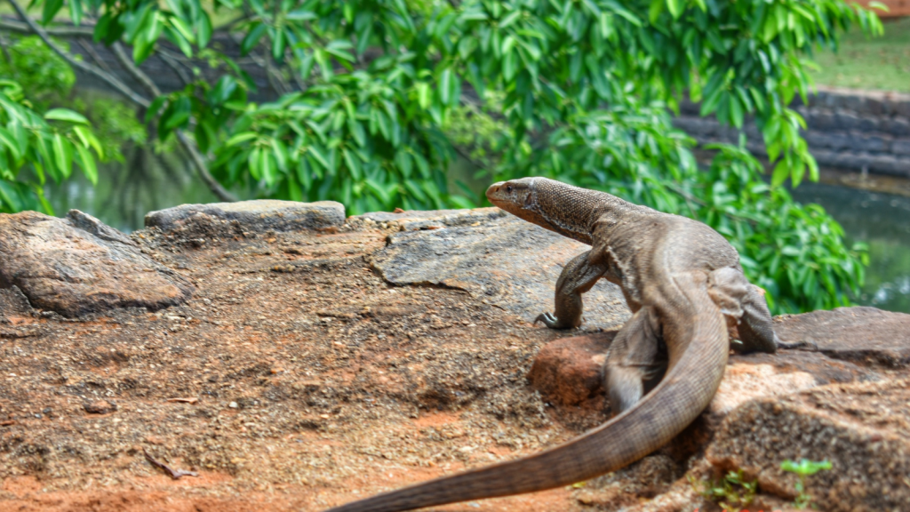 Monitor Lizard