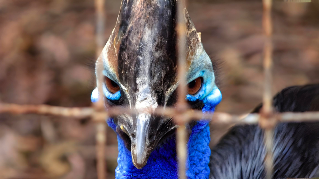 Cassowary Challengers: 10 Animals That Dare to Face Australia's Deadliest Bird