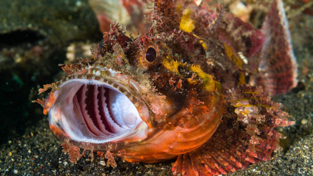 Scorpionfish | Toxic Touch: 15 Marine Animals You Should Never Handle