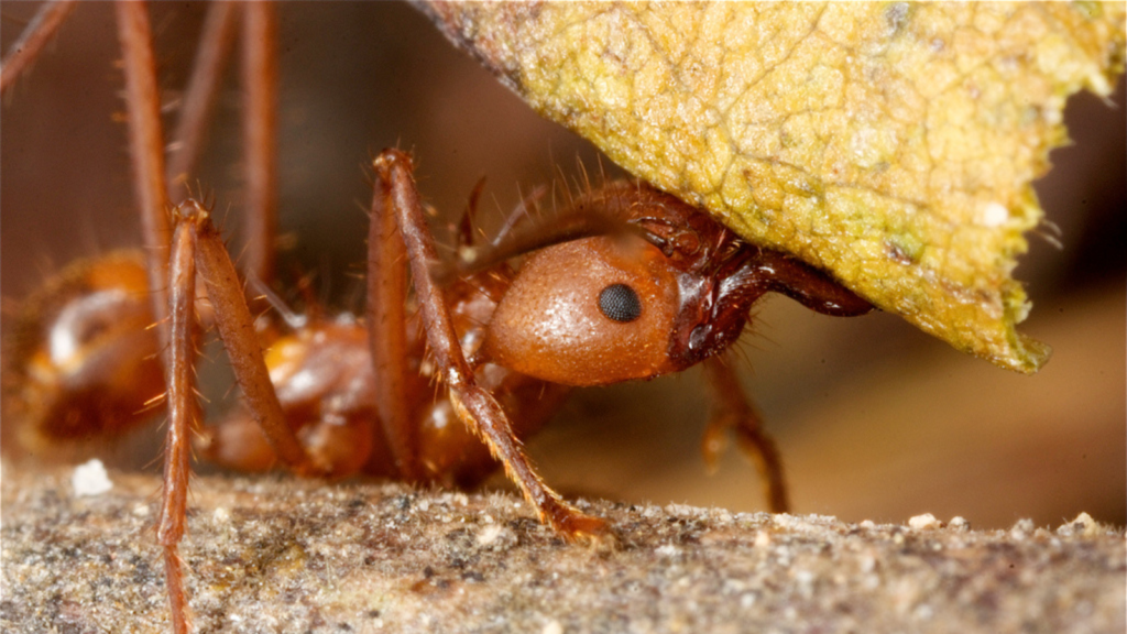 Leafcutter Ant