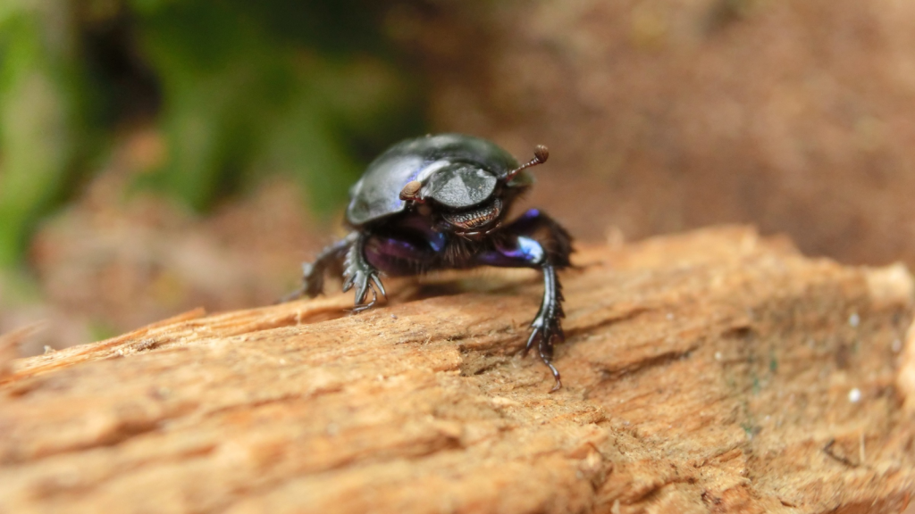 Dung Beetle