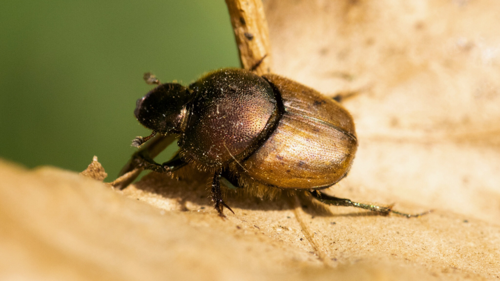 Horned Dung Beetle