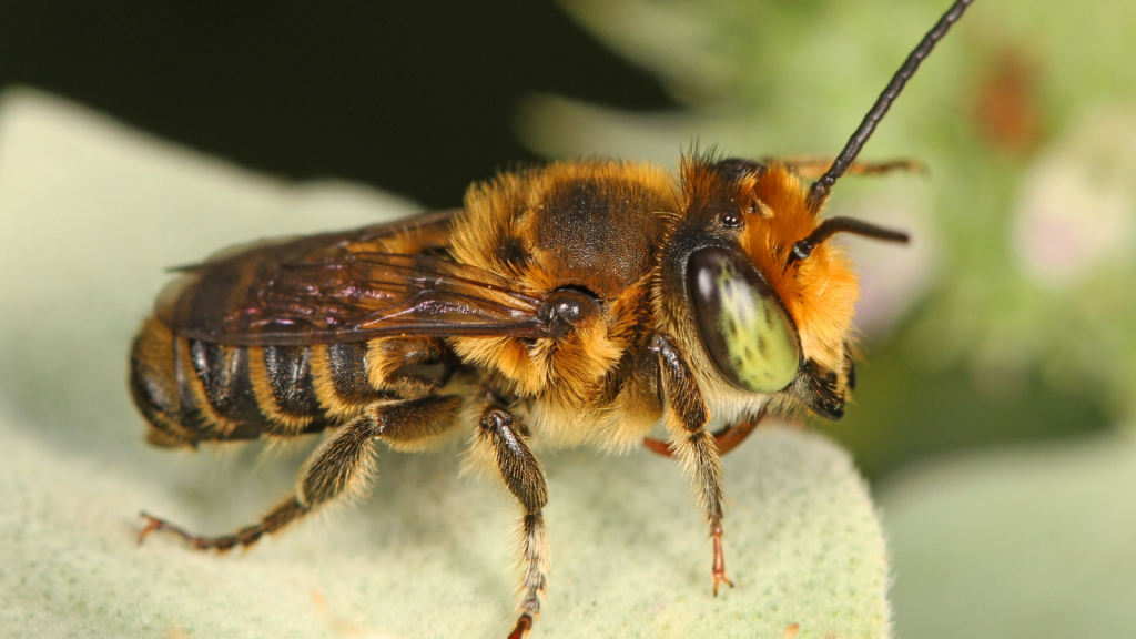 Leaf-Cutter Bee