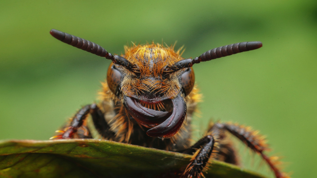 Leaf-Cutter Bee | 10 Incredible Feats of Strength in the Insect World